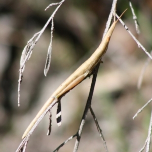 Psednura sp. (genus) at Budawang, NSW - 27 Oct 2019