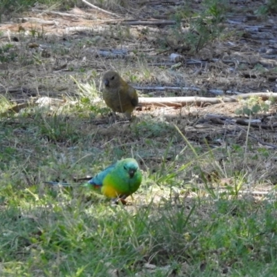 Psephotus haematonotus (Red-rumped Parrot) at Pine Island to Point Hut - 27 Oct 2019 by RodDeb