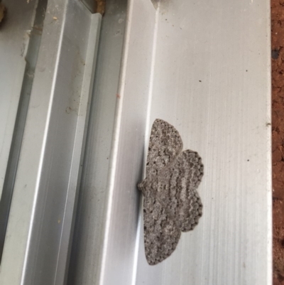 Psilosticha absorpta (Fine-waved Bark Moth) at Hackett, ACT - 27 Oct 2019 by WalterEgo