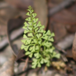 Lindsaea microphylla at Budawang, NSW - 27 Oct 2019