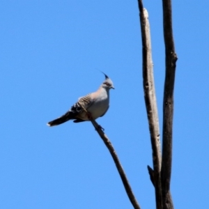 Ocyphaps lophotes at Greenway, ACT - 27 Oct 2019 12:25 PM