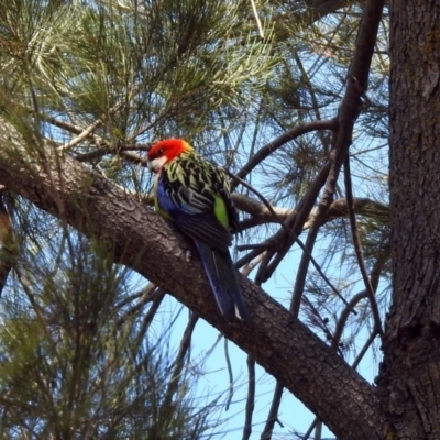 Platycercus eximius (Eastern Rosella) at Pine Island to Point Hut - 27 Oct 2019 by RodDeb