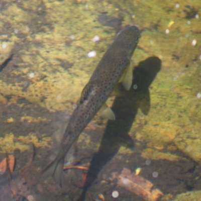 Salmo trutta (Brown Trout) at QPRC LGA - 27 Oct 2019 by LisaH