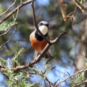 Pachycephala rufiventris at Greenway, ACT - 27 Oct 2019 11:22 AM