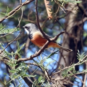 Pachycephala rufiventris at Greenway, ACT - 27 Oct 2019 11:22 AM