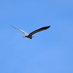 Egretta novaehollandiae (White-faced Heron) at Pine Island to Point Hut - 27 Oct 2019 by RodDeb