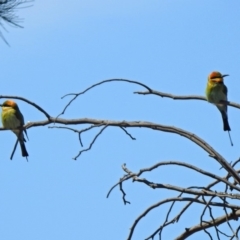 Merops ornatus (Rainbow Bee-eater) at Pine Island to Point Hut - 27 Oct 2019 by RodDeb