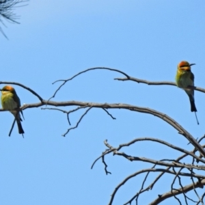 Merops ornatus at Greenway, ACT - 27 Oct 2019