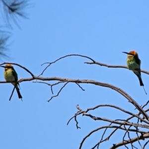 Merops ornatus at Greenway, ACT - 27 Oct 2019