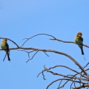 Merops ornatus at Greenway, ACT - 27 Oct 2019