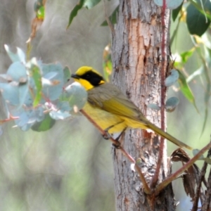 Lichenostomus melanops at Mount Clear, ACT - 27 Oct 2019 11:45 AM
