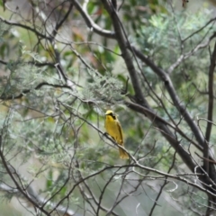 Lichenostomus melanops at Mount Clear, ACT - 27 Oct 2019 11:45 AM