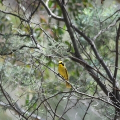 Lichenostomus melanops at Mount Clear, ACT - 27 Oct 2019