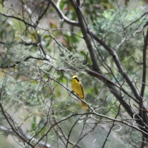 Lichenostomus melanops at Mount Clear, ACT - 27 Oct 2019