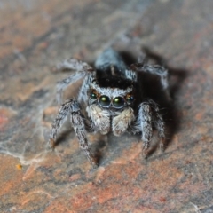 Maratus proszynskii (Peacock spider) at Mount Clear, ACT - 27 Oct 2019 by Harrisi