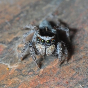 Maratus proszynskii at Mount Clear, ACT - 27 Oct 2019