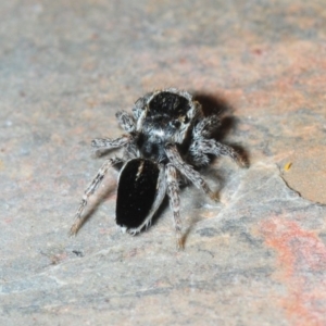 Maratus proszynskii at Mount Clear, ACT - 27 Oct 2019