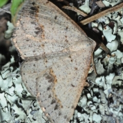Taxeotis intextata (Looper Moth, Grey Taxeotis) at Gossan Hill - 27 Oct 2019 by Harrisi