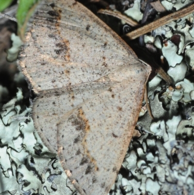 Taxeotis intextata (Looper Moth, Grey Taxeotis) at Bruce Ridge to Gossan Hill - 27 Oct 2019 by Harrisi