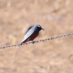 Artamus superciliosus (White-browed Woodswallow) at Booth, ACT - 26 Oct 2019 by Harrisi