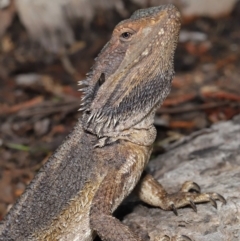 Pogona barbata (Eastern Bearded Dragon) at ANBG - 24 Oct 2019 by TimL