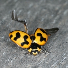 Coccinella transversalis (Transverse Ladybird) at Ainslie, ACT - 26 Oct 2019 by jb2602