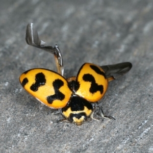 Coccinella transversalis at Ainslie, ACT - 26 Oct 2019