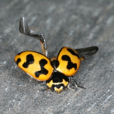 Coccinella transversalis (Transverse Ladybird) at Ainslie, ACT - 25 Oct 2019 by jbromilow50