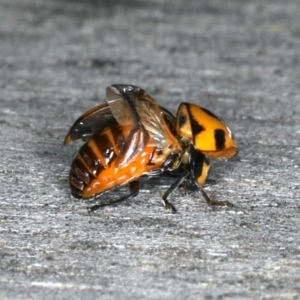 Coccinella transversalis at Ainslie, ACT - 26 Oct 2019 10:19 AM