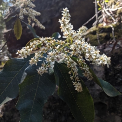 Quintinia sieberi (Possumwood) at Bundanoon, NSW - 27 Oct 2019 by Margot