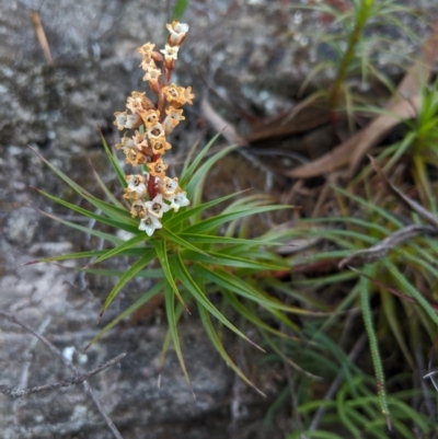Dracophyllum secundum at Morton National Park - 27 Oct 2019 by Margot