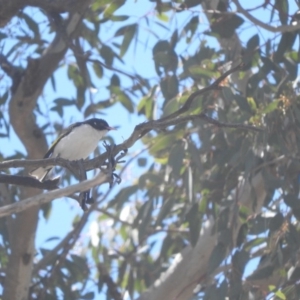 Grantiella picta at Tharwa, ACT - 27 Oct 2019 10:13 AM