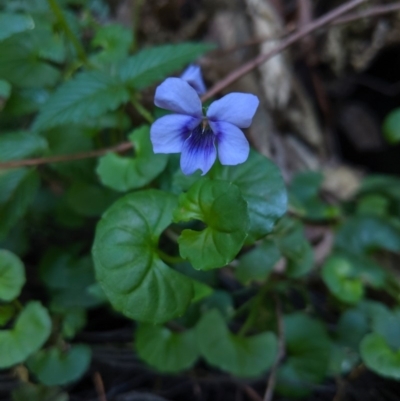 Viola sp. (Violet) at Bundanoon - 27 Oct 2019 by Margot