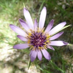 Tragopogon porrifolius subsp. porrifolius (Salsify, Oyster Plant) at Umbagong District Park - 26 Oct 2019 by Christine