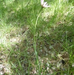 Tragopogon porrifolius subsp. porrifolius at Latham, ACT - 27 Oct 2019