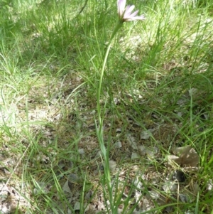 Tragopogon porrifolius subsp. porrifolius at Latham, ACT - 27 Oct 2019