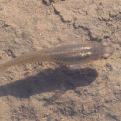 Gambusia holbrooki (Gambusia, Plague minnow, Mosquito fish) at Umbagong District Park - 26 Oct 2019 by Christine