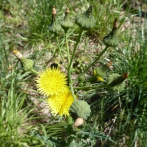 Sonchus asper at Latham, ACT - 27 Oct 2019 10:54 AM