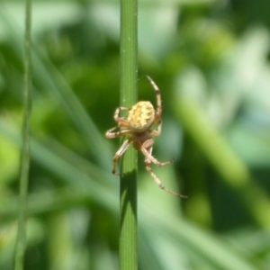 Araneus sp. (genus) at Latham, ACT - 27 Oct 2019 11:01 AM