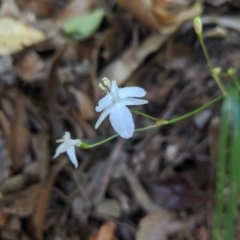 Libertia paniculata (Branching Grass-flag) at Bundanoon, NSW - 27 Oct 2019 by Margot