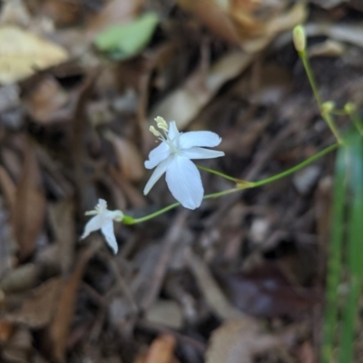 Libertia paniculata (Branching Grass-flag) at Bundanoon, NSW - 27 Oct 2019 by Margot