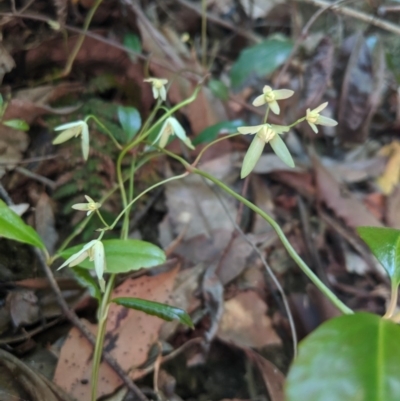 Aphanopetalum resinosum (Gum Vine) at Bundanoon - 27 Oct 2019 by Margot