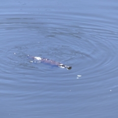 Ornithorhynchus anatinus (Platypus) at Bega, NSW - 27 Oct 2019 by MatthewHiggins