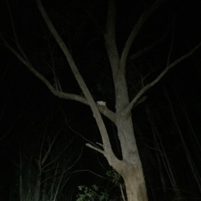 Petauroides volans (Southern Greater Glider) at Robertson, NSW - 28 Oct 2019 by Joybrook