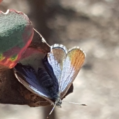 Acrodipsas myrmecophila (Small Ant-blue Butterfly) by Mike