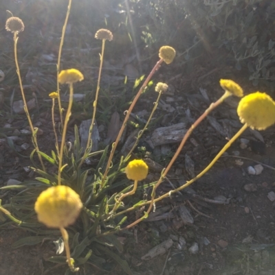 Craspedia variabilis (Common Billy Buttons) at Lake George, NSW - 18 Oct 2019 by MPennay