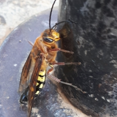 Catocheilus sp. (genus) (Smooth flower wasp) at Dunlop, ACT - 28 Oct 2019 by SallyandPeter