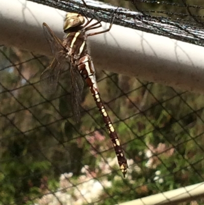 Adversaeschna brevistyla (Blue-spotted Hawker) at Cook, ACT - 28 Oct 2019 by NickiTaws