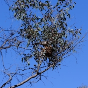 Philemon corniculatus at Dunlop, ACT - 28 Oct 2019