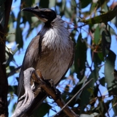 Philemon corniculatus at Dunlop, ACT - 28 Oct 2019